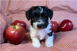 Chopper - Morkie / Yorktese for sale