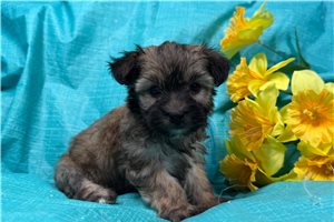 Ginny - Morkie / Yorktese for sale