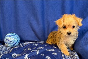 Jack - Morkie / Yorktese for sale