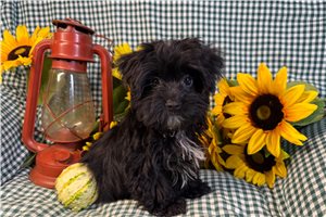 Chris - Morkie / Yorktese for sale