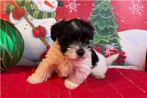 Gianna - Morkie / Yorktese for sale
