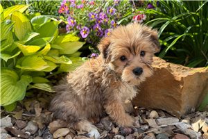 Ghost - Morkie / Yorktese for sale