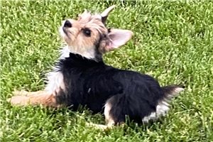 Effie - puppy for sale