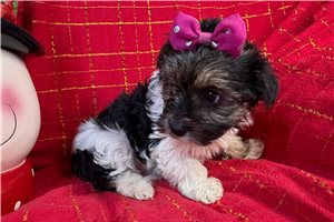 Belle - Morkie / Yorktese for sale