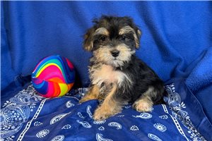 Daniel - Morkie / Yorktese for sale