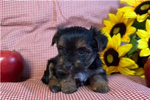 Celine - Morkie / Yorktese for sale