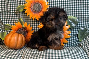 Celine - Morkie / Yorktese for sale