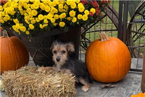 Clara - Morkie / Yorktese for sale