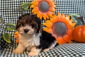 Fiona - Morkie / Yorktese for sale