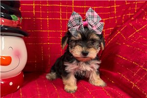 Bellatrix - Morkie / Yorktese for sale