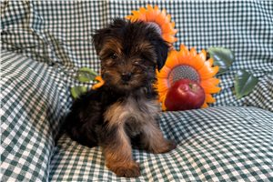 Faith - Morkie / Yorktese for sale