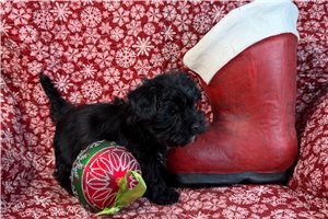 Gabriel - Morkie / Yorktese for sale