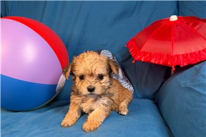 Tito - Morkie / Yorktese for sale