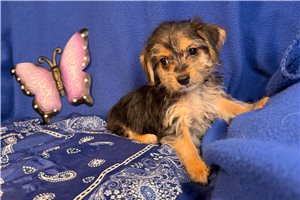 Clara - Morkie / Yorktese for sale