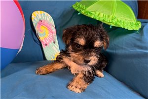 Daniel - Morkie / Yorktese for sale