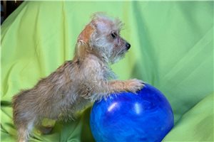Jack - Morkie / Yorktese for sale