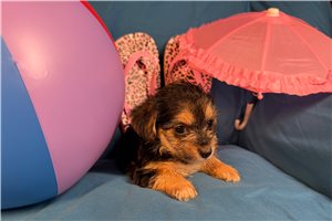 Clara - Morkie / Yorktese for sale