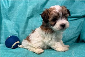 Gibson - Morkie / Yorktese for sale