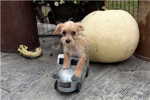 Jack - Morkie / Yorktese for sale