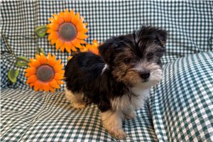 Frannie - Morkie / Yorktese for sale