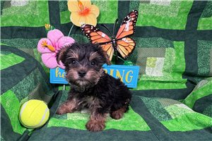 Higgins - puppy for sale