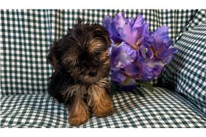 Darlene - puppy for sale