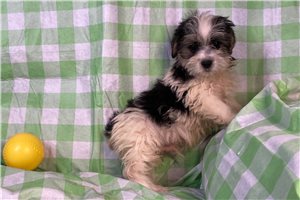 Darris - puppy for sale
