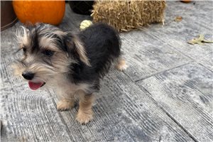 Daniel - Morkie / Yorktese for sale