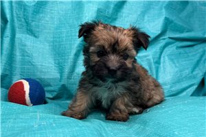 Geyer - Morkie / Yorktese for sale