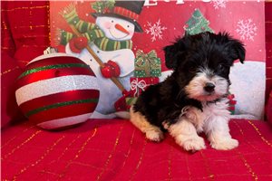 Georgia - Morkie / Yorktese for sale
