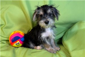 Daniel - Morkie / Yorktese for sale
