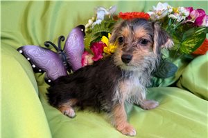 Clara - Morkie / Yorktese for sale