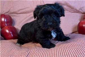 Chris - puppy for sale