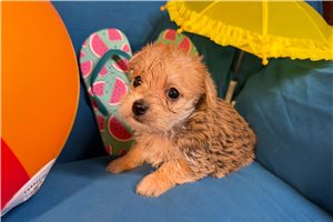 Jack - Morkie / Yorktese for sale