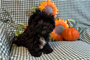 Chris - Morkie / Yorktese for sale