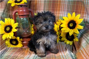 Faith - Morkie / Yorktese for sale