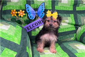 Janelle - Morkie / Yorktese for sale
