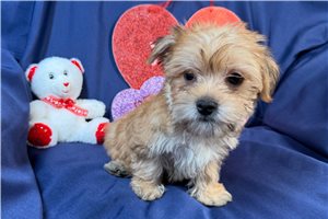 Becks - Morkie / Yorktese for sale