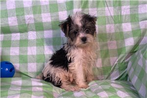 Dash - puppy for sale