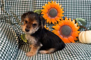 Fabio - puppy for sale