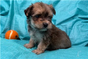Ghost - Morkie / Yorktese for sale