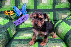 Jesper - Morkie / Yorktese for sale