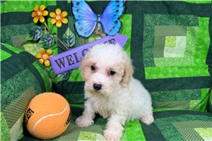 Asher - Poodle, Miniature for sale