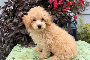Evan - Poodle, Miniature for sale