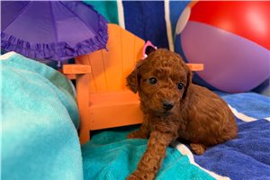 Gretel - puppy for sale