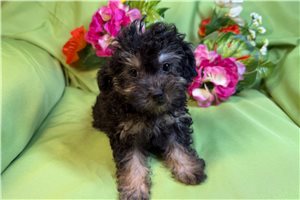 Jade - Poodle, Miniature for sale