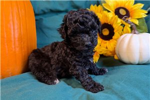 Paige - Poodle, Miniature for sale