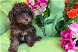 Alaya - puppy for sale
