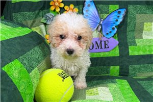 Aiden - Poodle, Miniature for sale