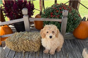 Evan - Miniature Poodle for sale